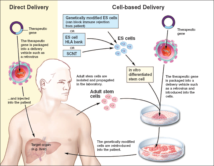 Stem_cell_therapy_cartoon